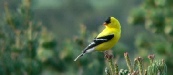 Goldfinch looking backwards